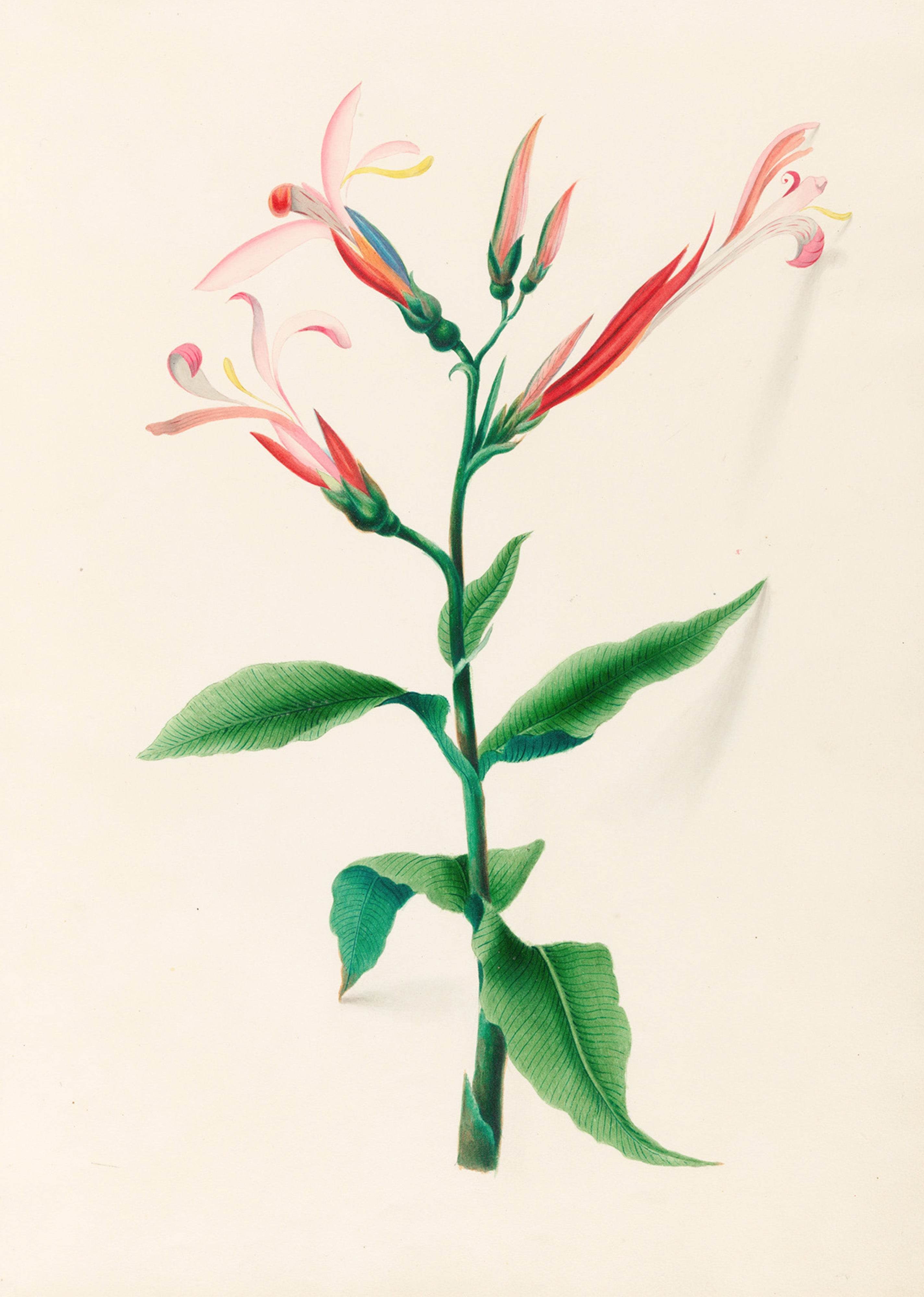 Drawings of tropical flowers and fruits, from South America Pl.17 - Hakyarts