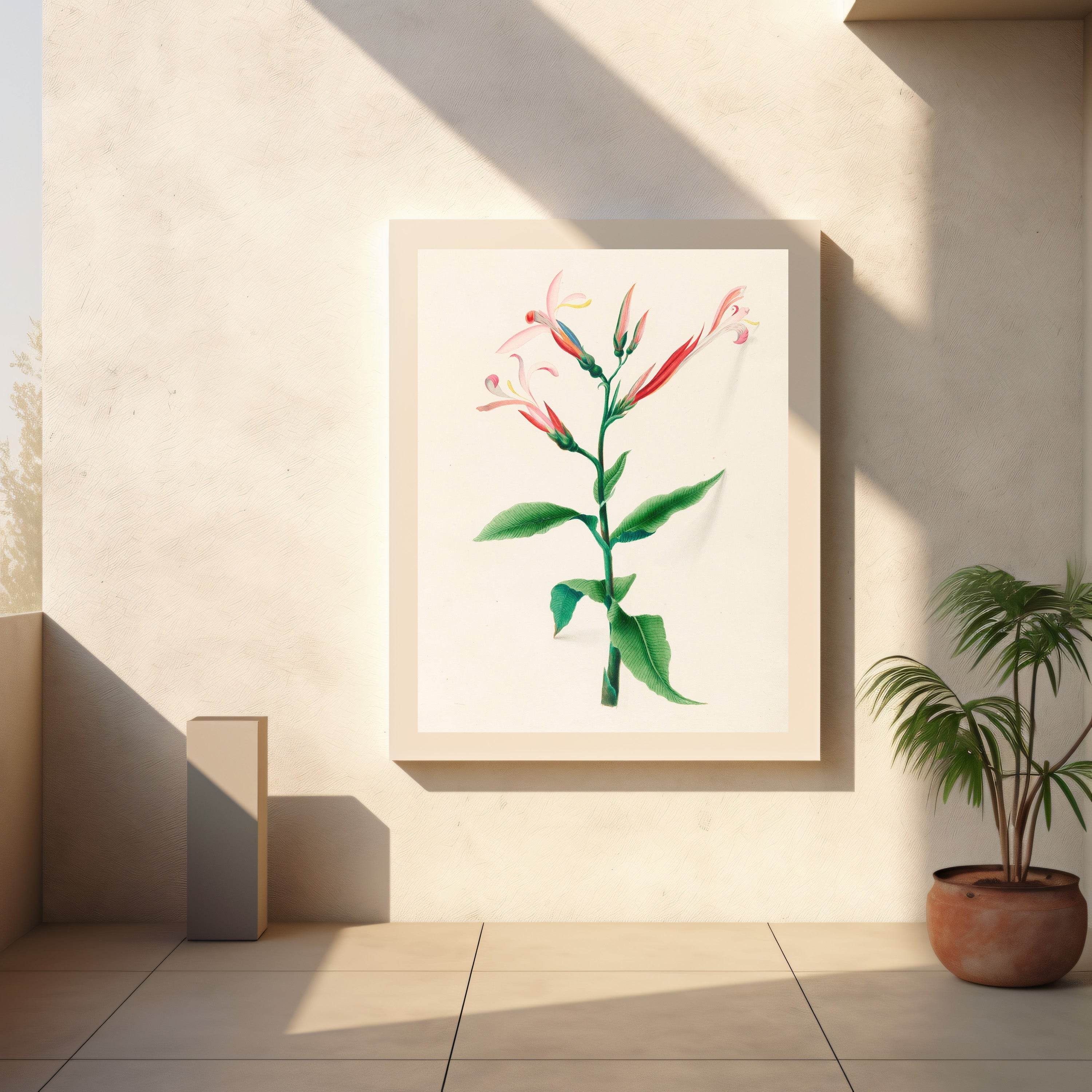 Drawings of tropical flowers and fruits, from South America Pl.17 - Hakyarts