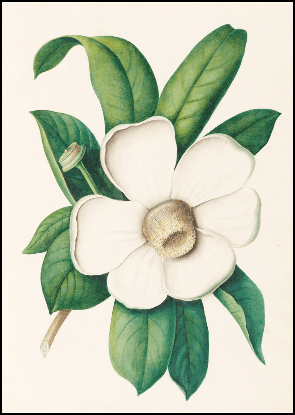 Drawings of tropical flowers and fruits, from South America Pl.25 - Hakyarts