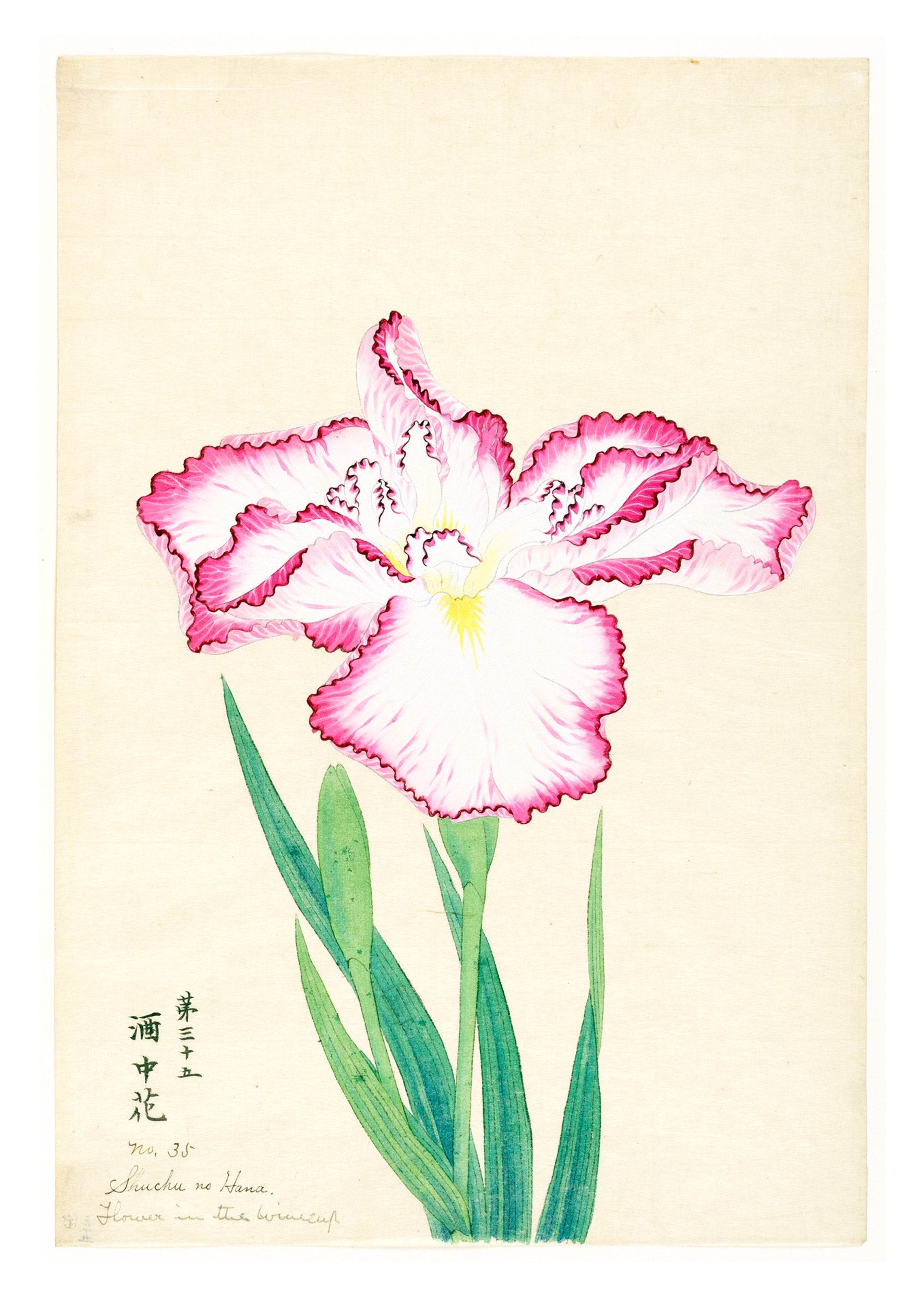 Flower in the Wine Cup - Hakyarts