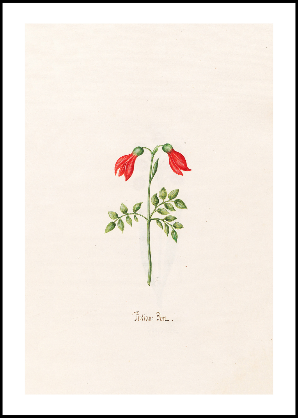 Magdelena Rosina Funck - Indian "Bon"