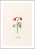 Magdelena Rosina Funck - Indian "Bon"