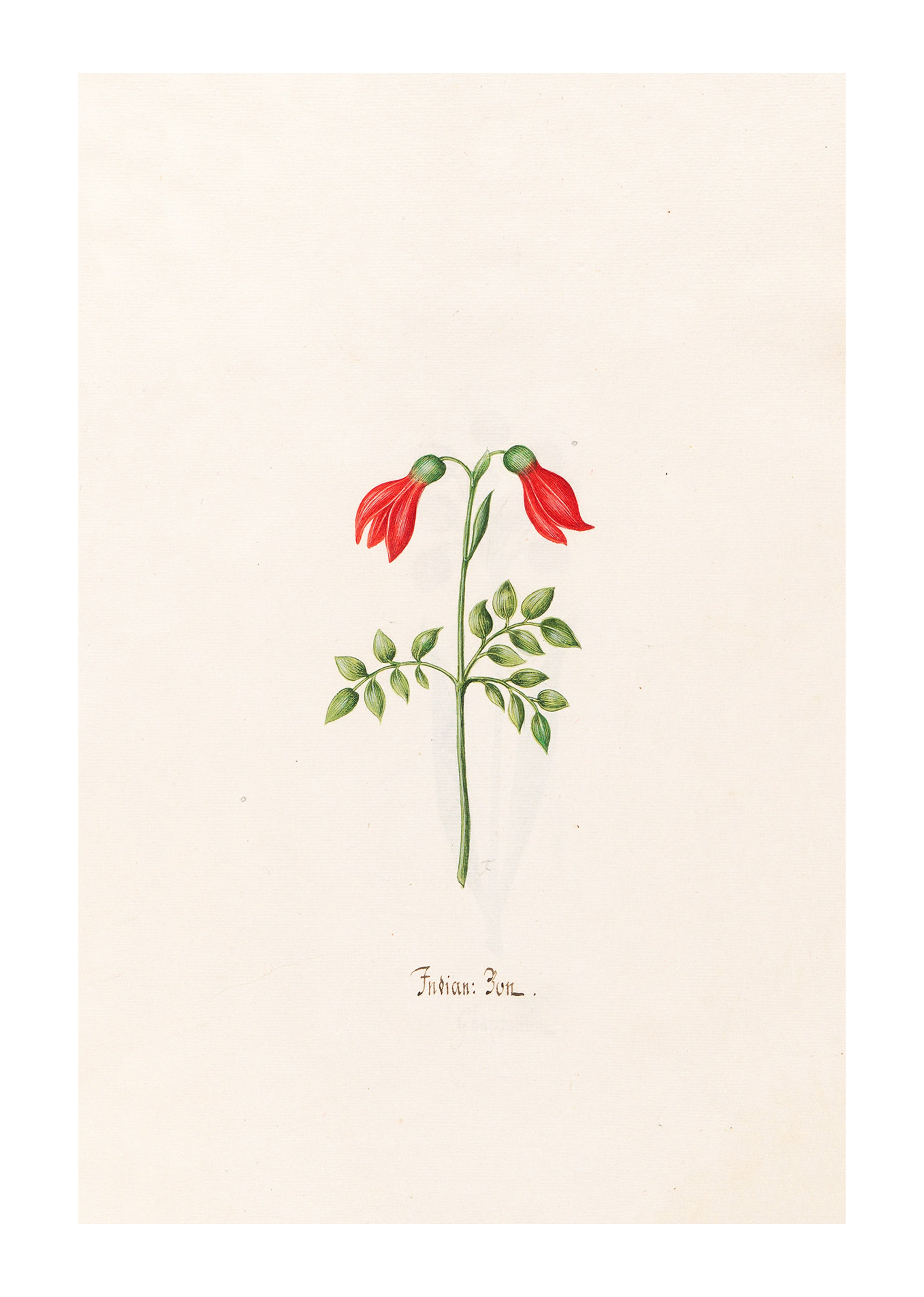 Magdelena Rosina Funck - Indian "Bon"