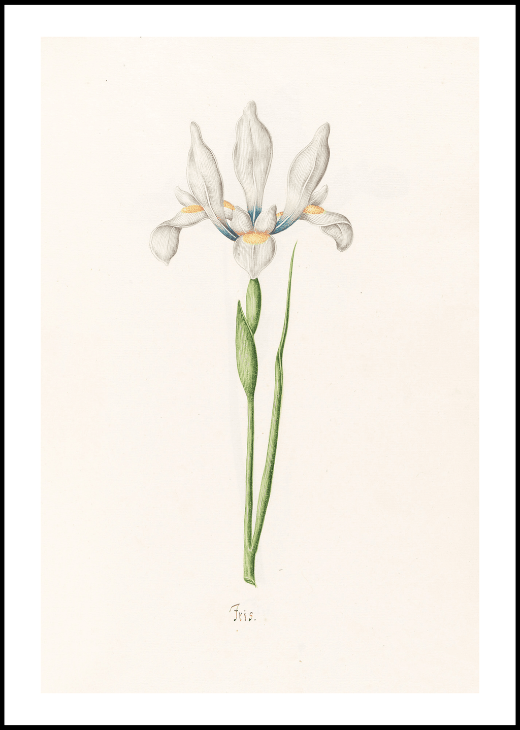 Magdelena Rosina Funck - Iris - Hakyarts