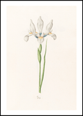 Magdelena Rosina Funck - Iris - Hakyarts