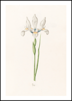 Magdelena Rosina Funck - Iris - Hakyarts