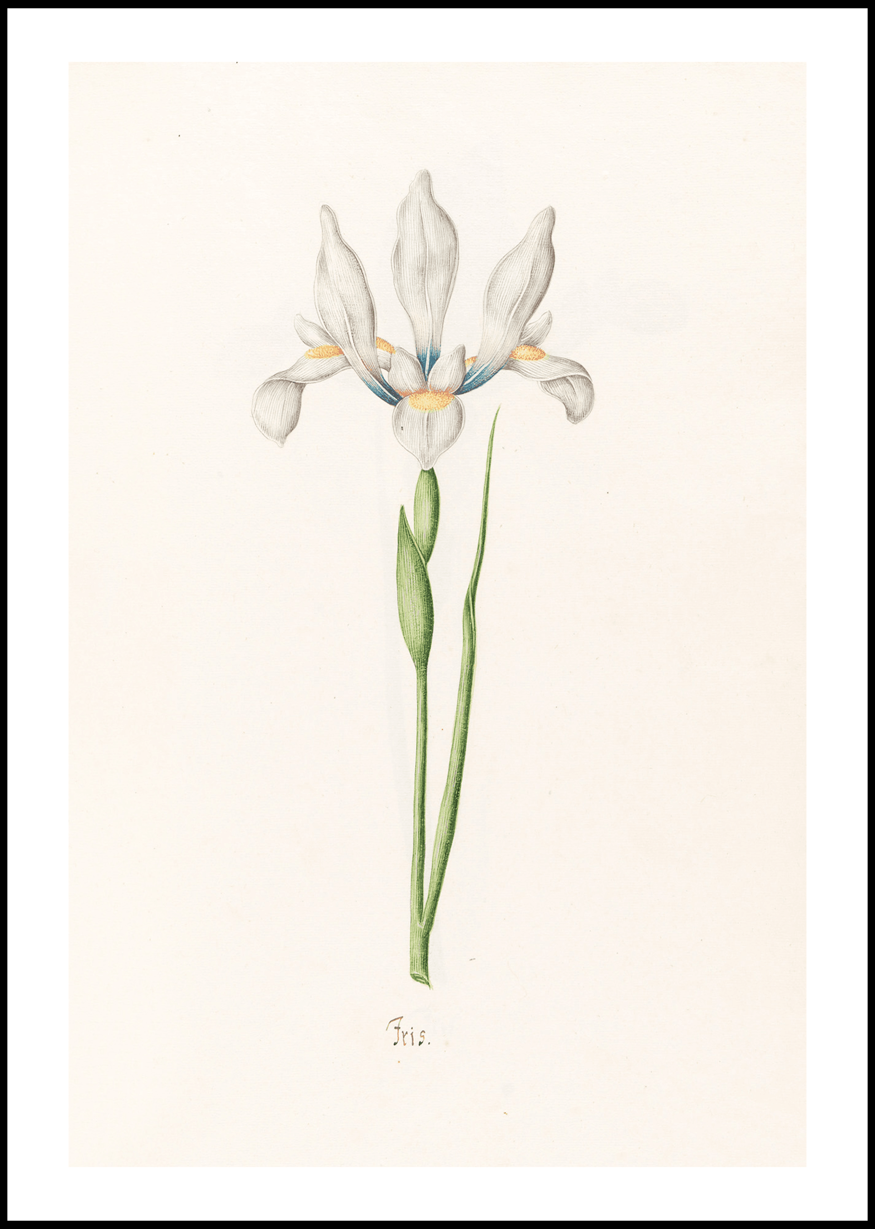 Magdelena Rosina Funck - Iris - Hakyarts