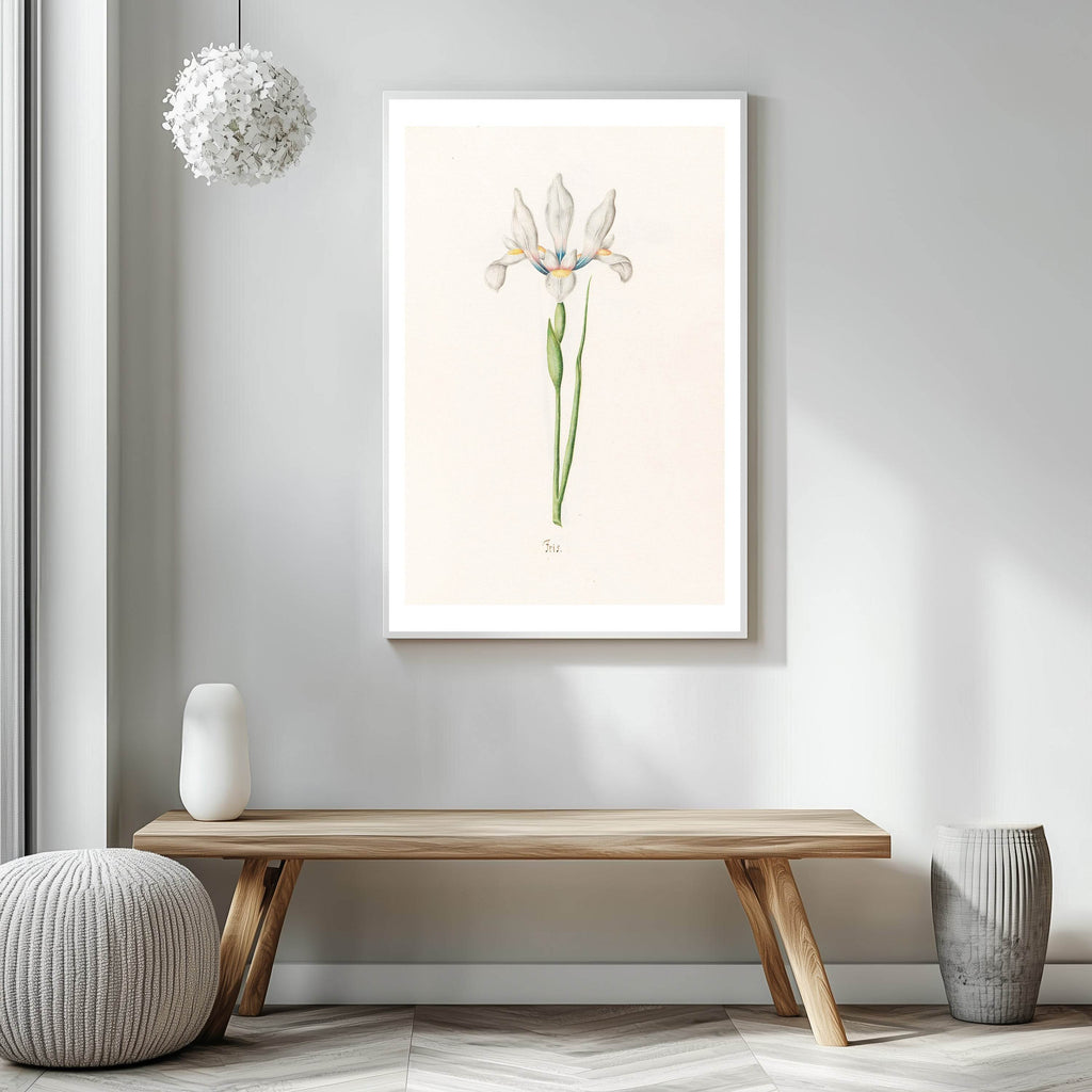 Magdelena Rosina Funck - Iris - Hakyarts