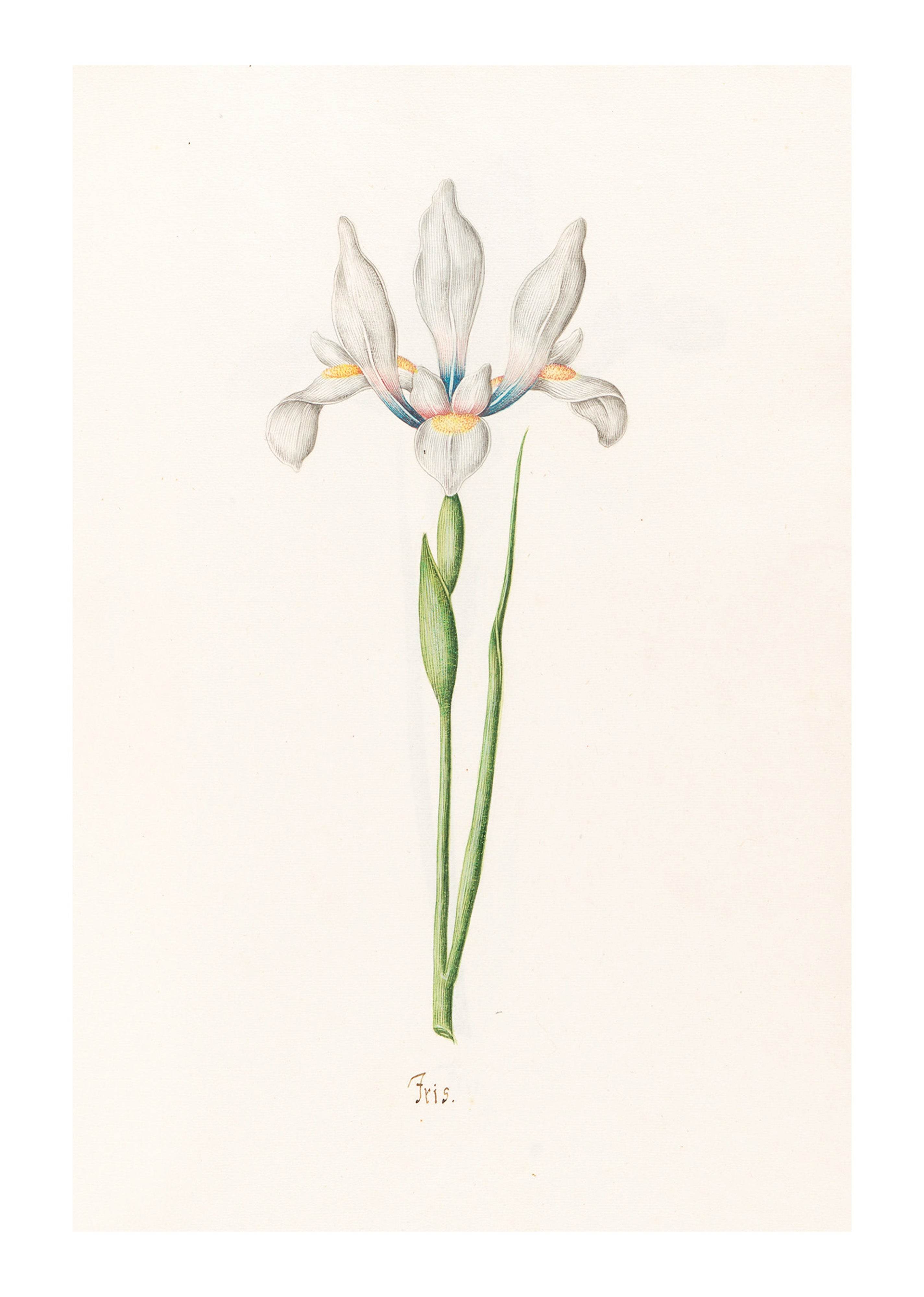 Magdelena Rosina Funck - Iris - Hakyarts