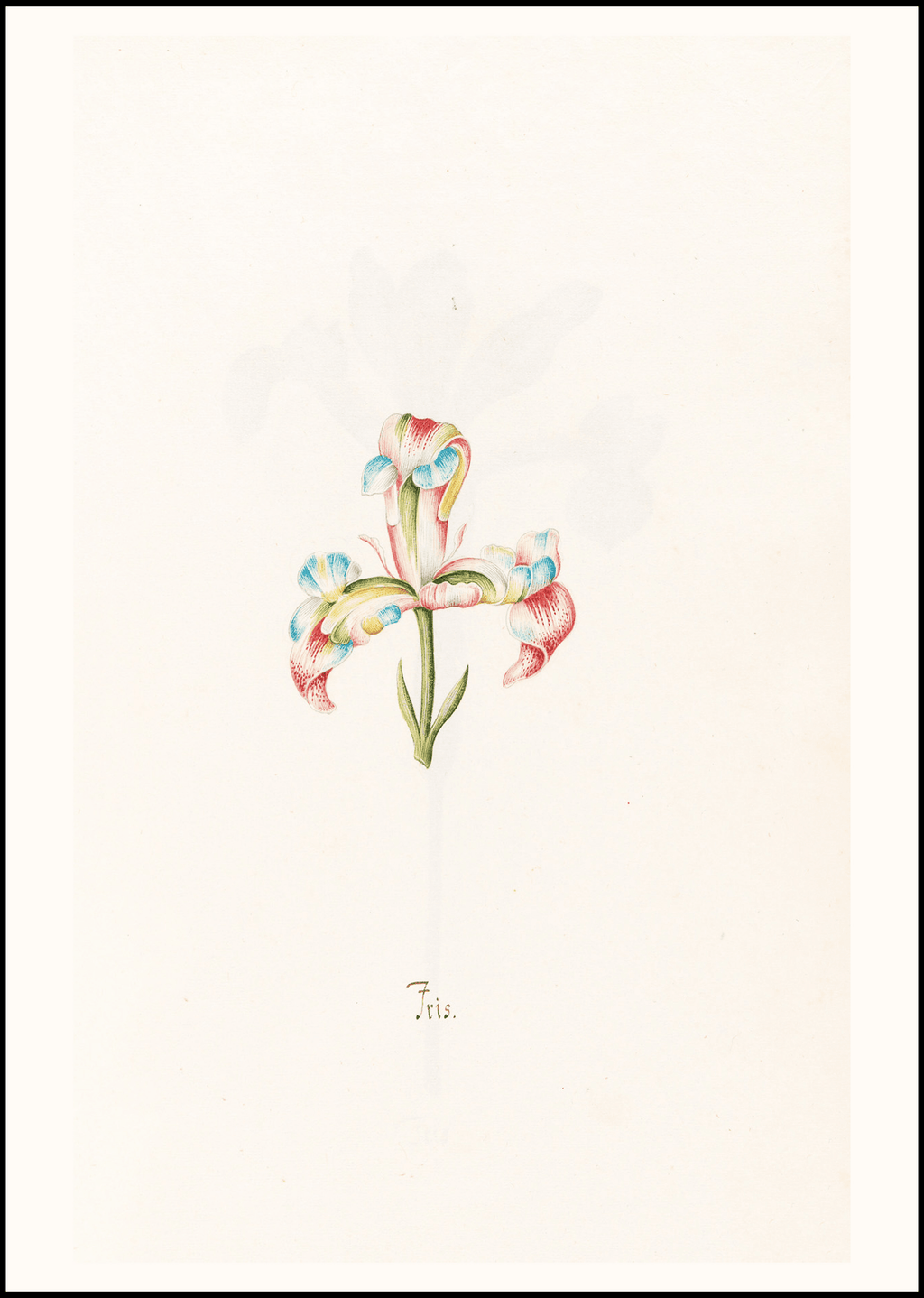 Iris N.2 – Magdalena Rosina Funck (1762) | Botanical Illustration Art Print