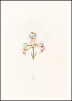 Iris N.2 – Magdalena Rosina Funck (1762) | Botanical Illustration Art Print - Hakyarts