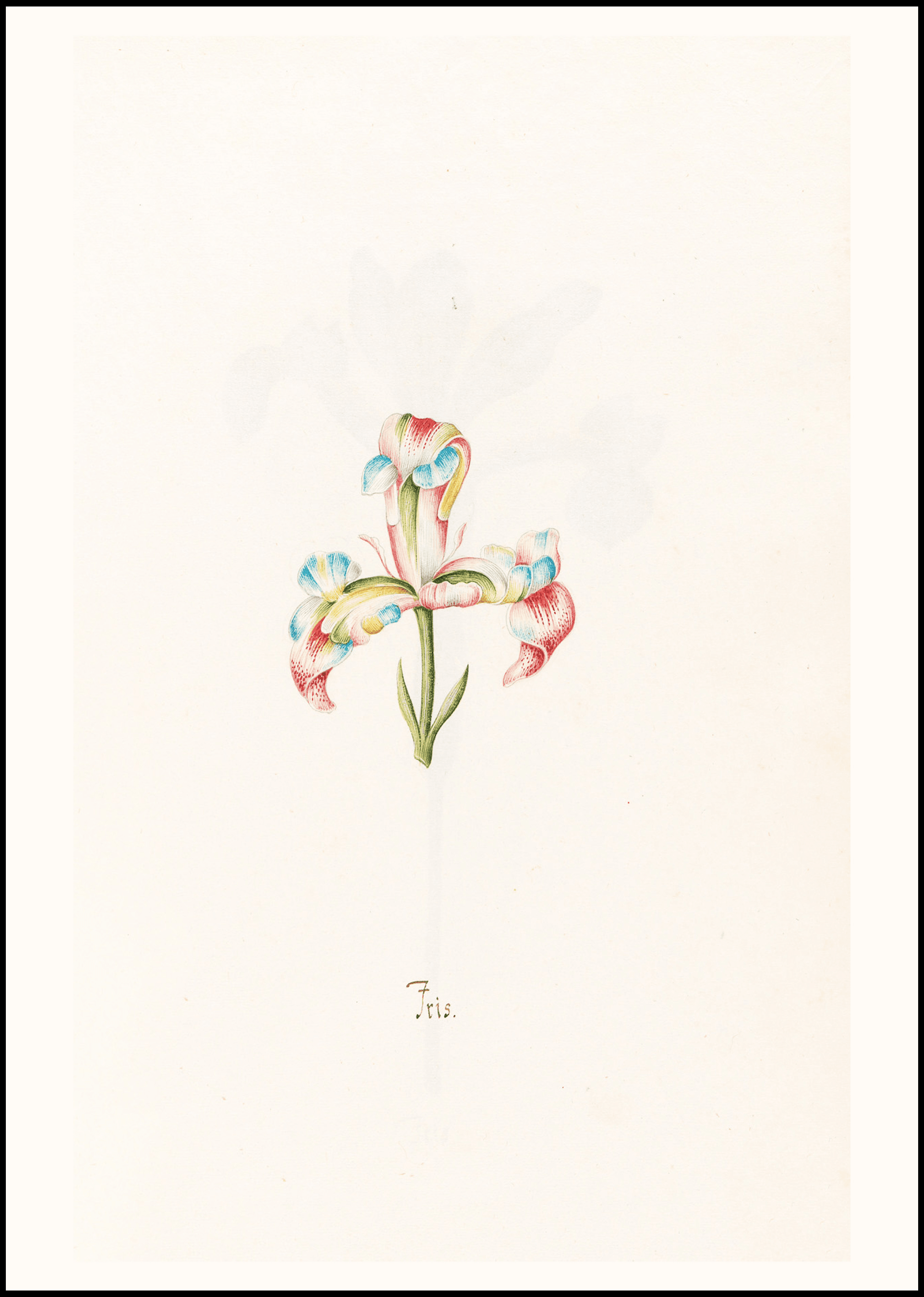 Iris N.2 – Magdalena Rosina Funck (1762) | Botanical Illustration Art Print