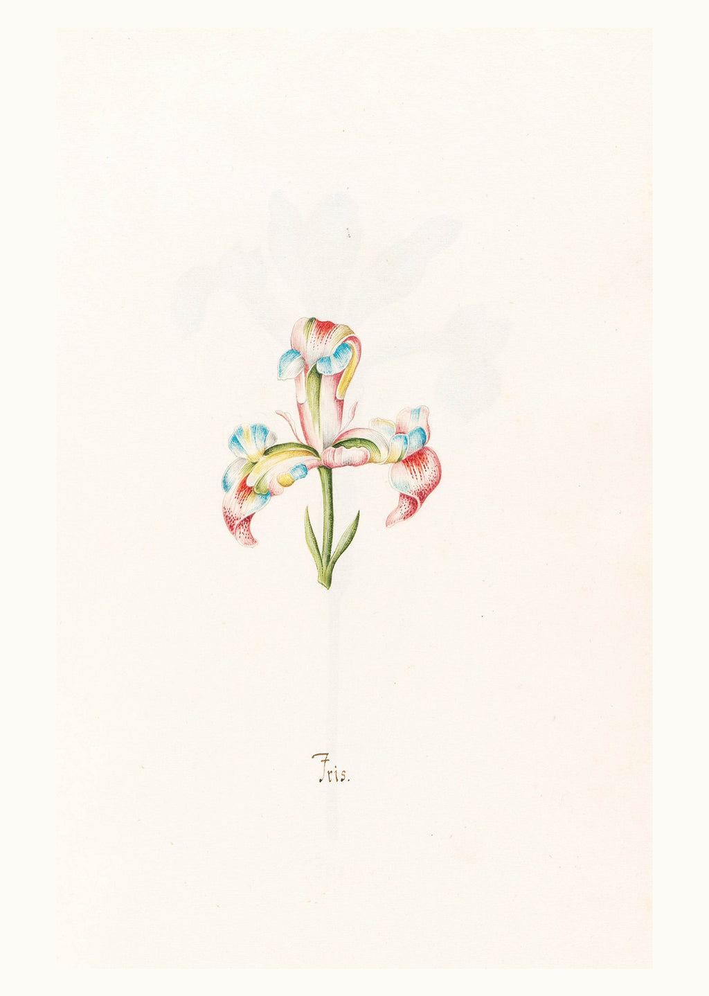 Iris N.2 – Magdalena Rosina Funck (1762) | Botanical Illustration Art Print