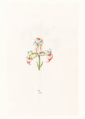 Iris N.2 – Magdalena Rosina Funck (1762) | Botanical Illustration Art Print - Hakyarts