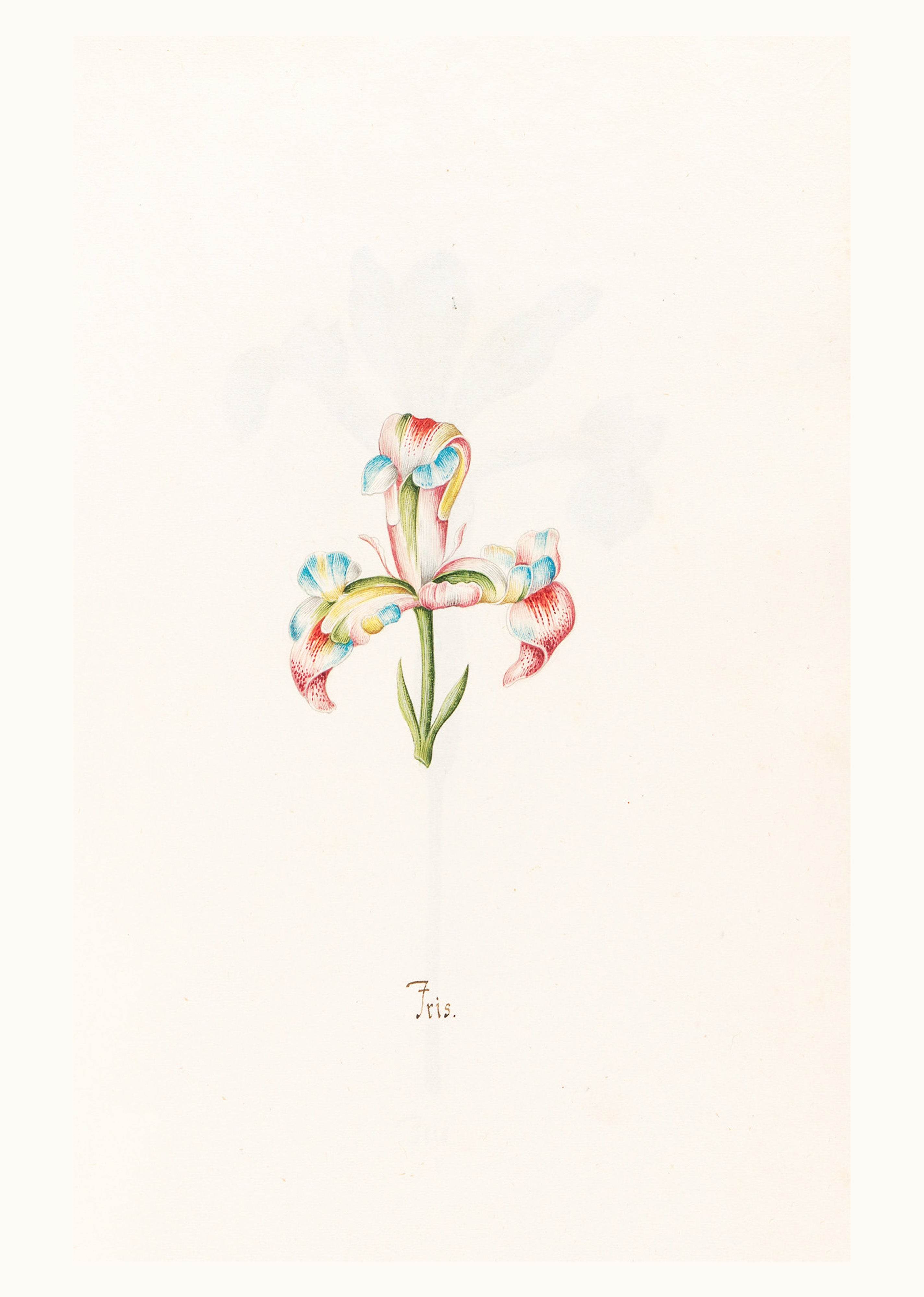 Iris N.2 – Magdalena Rosina Funck (1762) | Botanical Illustration Art Print
