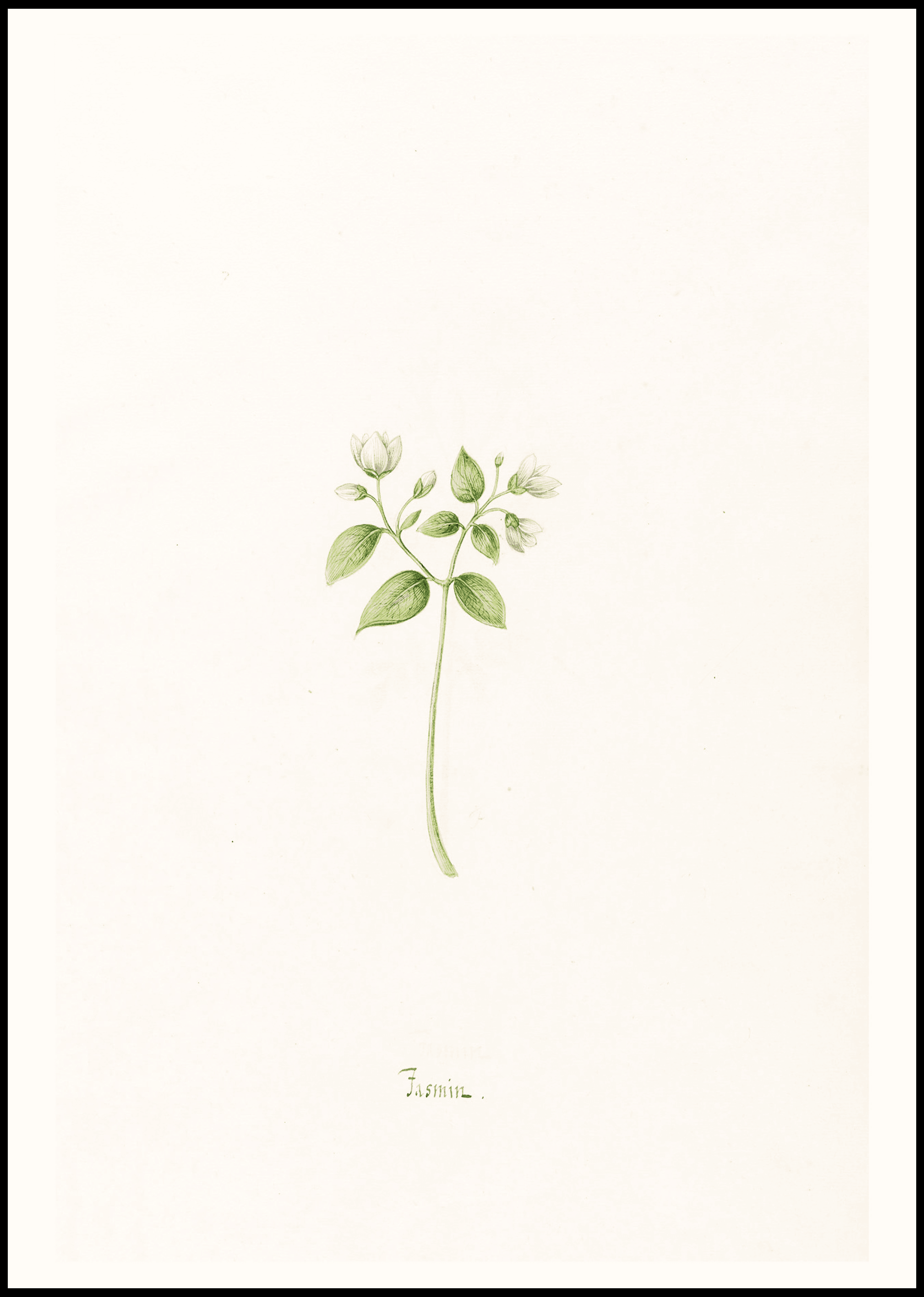 Magdelena Rosina Funck - Jasmin - Hakyarts