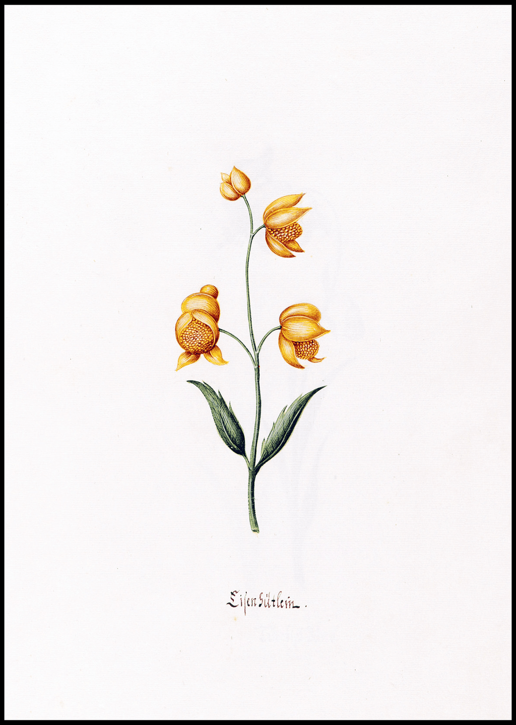 Magdelena Rosina Funck - Lilen gütlein - Hakyarts