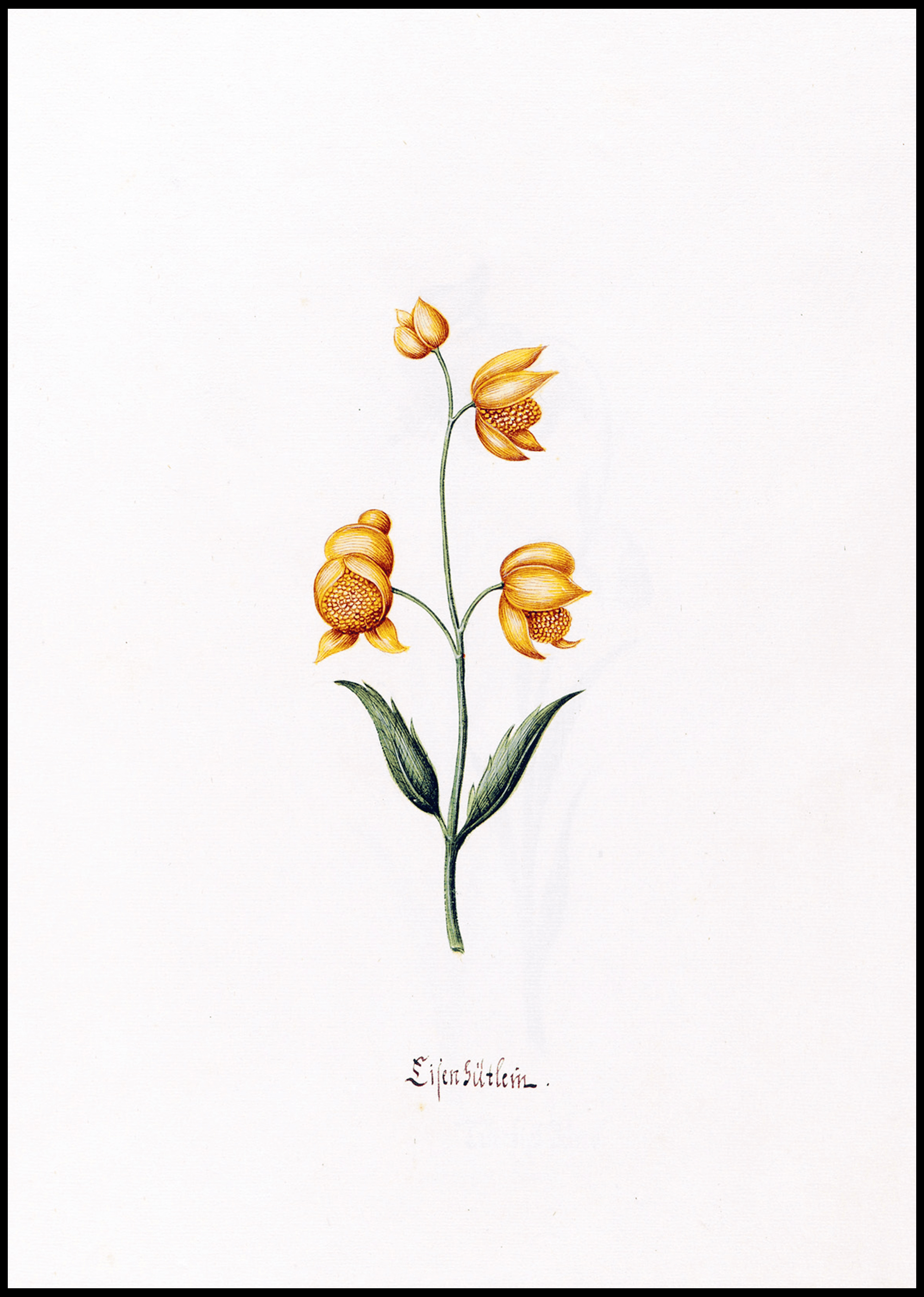 Magdelena Rosina Funck - Lilen gütlein - Hakyarts