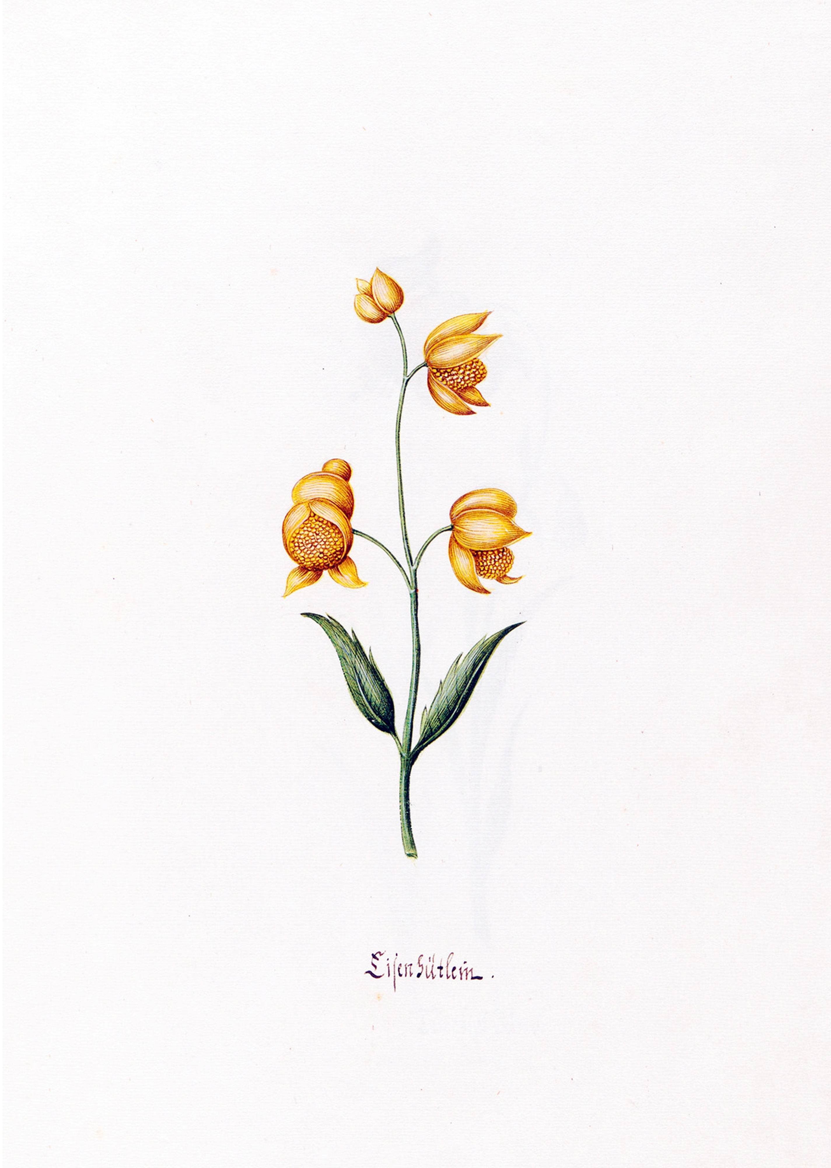 Magdelena Rosina Funck - Lilen gütlein - Hakyarts