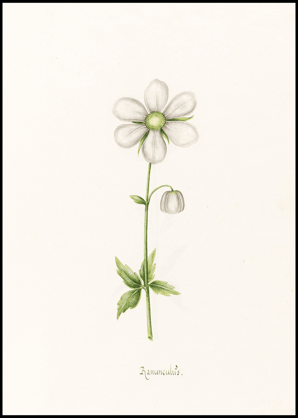 Magdelena Rosina Funck - Ranünculüs - Hakyarts