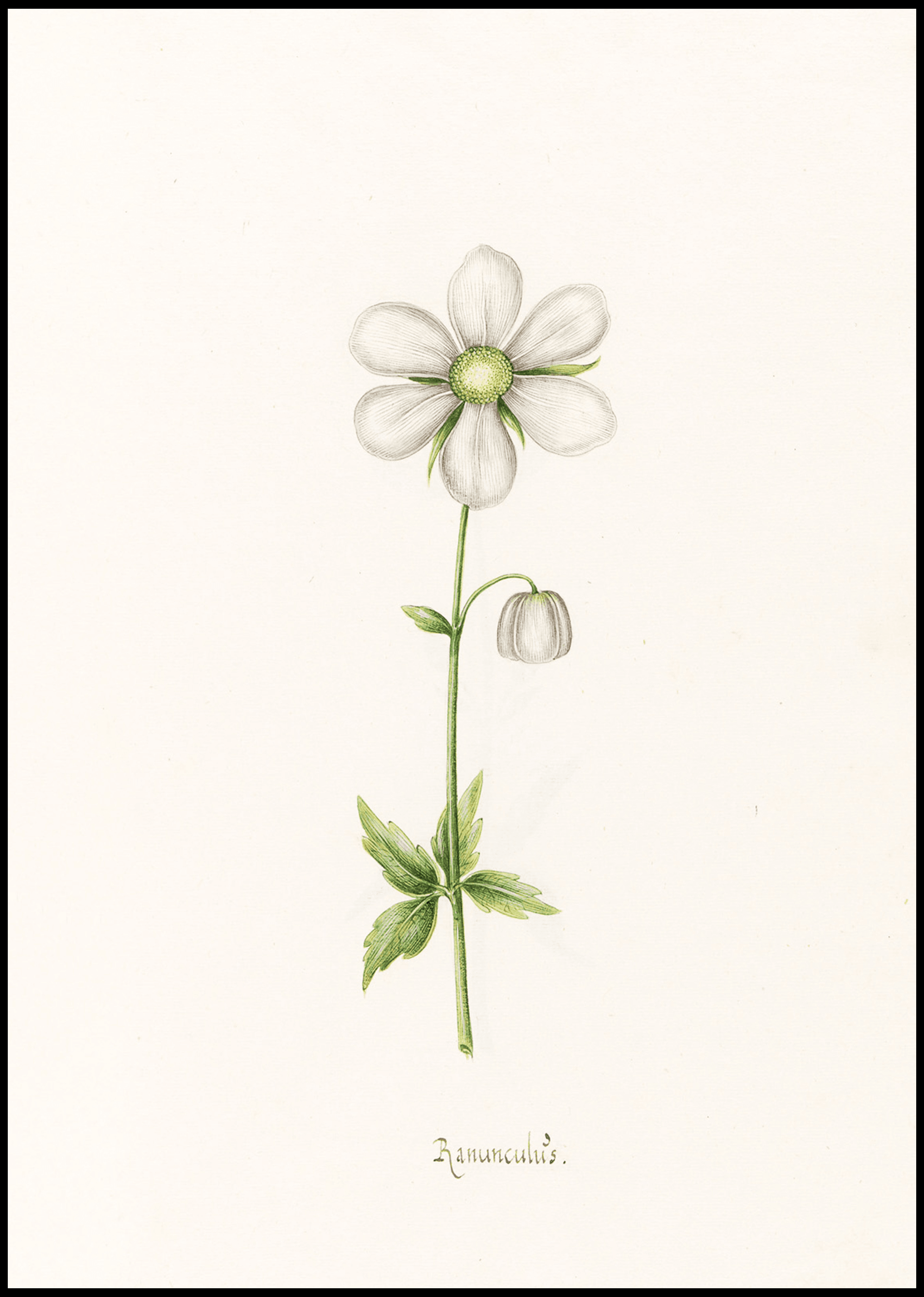 Magdelena Rosina Funck - Ranünculüs - Hakyarts