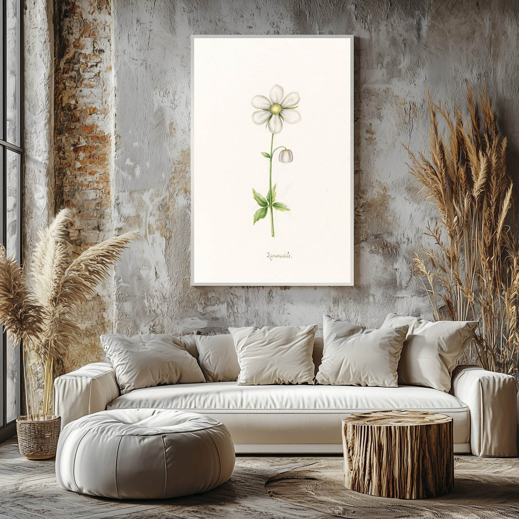 Magdelena Rosina Funck - Ranünculüs - Hakyarts