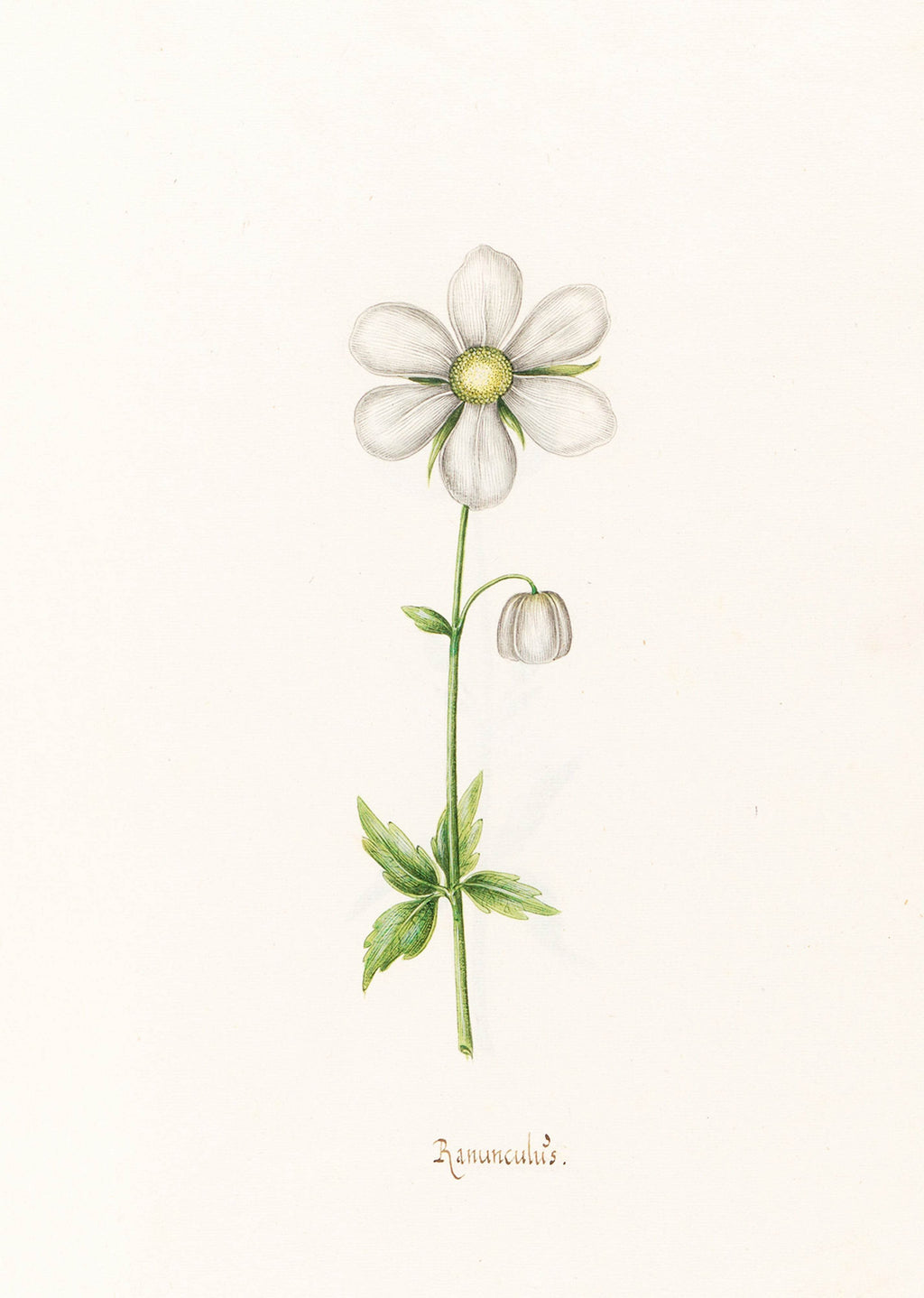 Magdelena Rosina Funck - Ranünculüs - Hakyarts