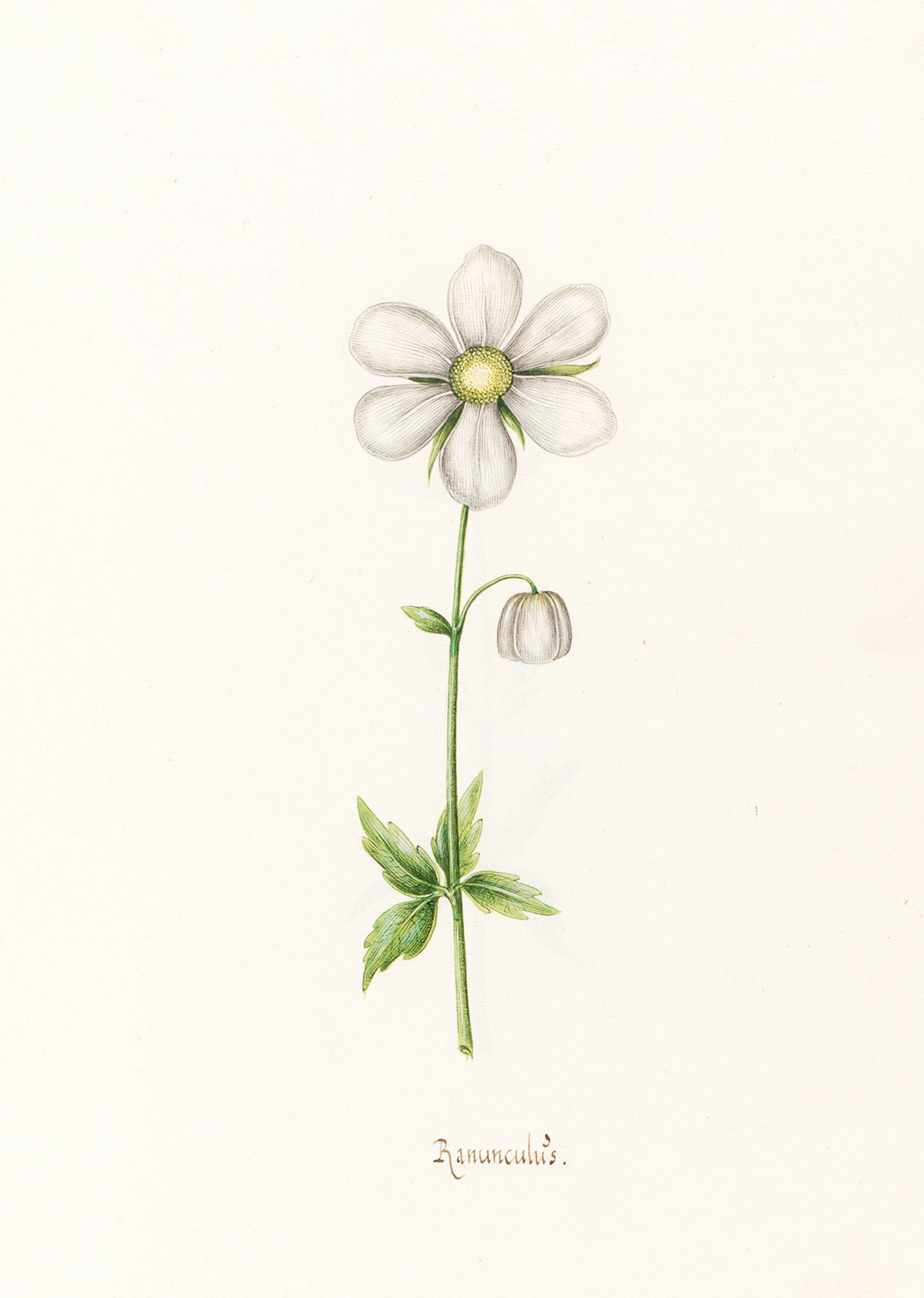 Magdelena Rosina Funck - Ranünculüs - Hakyarts