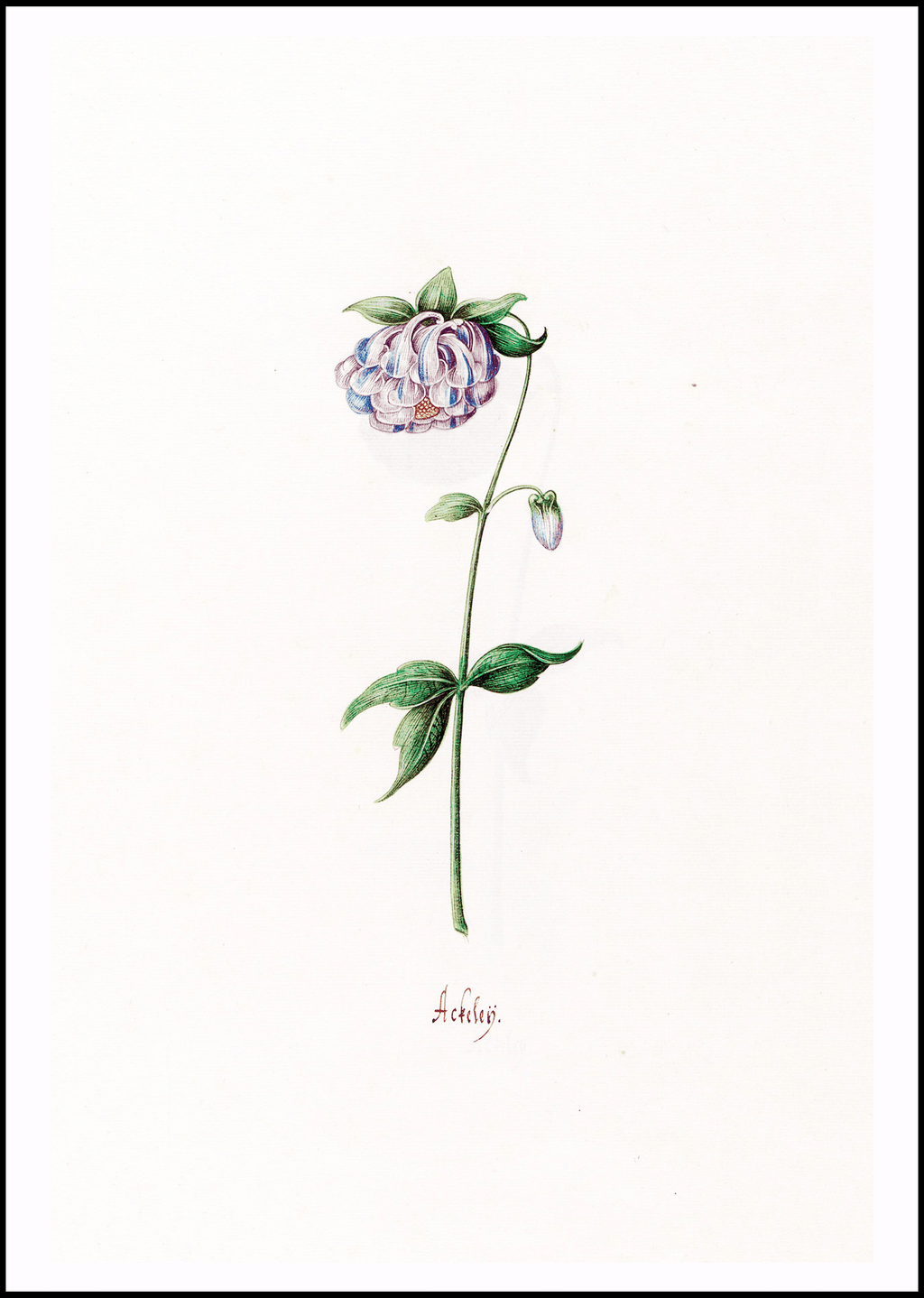 Magdelena Rosina Funck - Ackeleÿ - Hakyarts