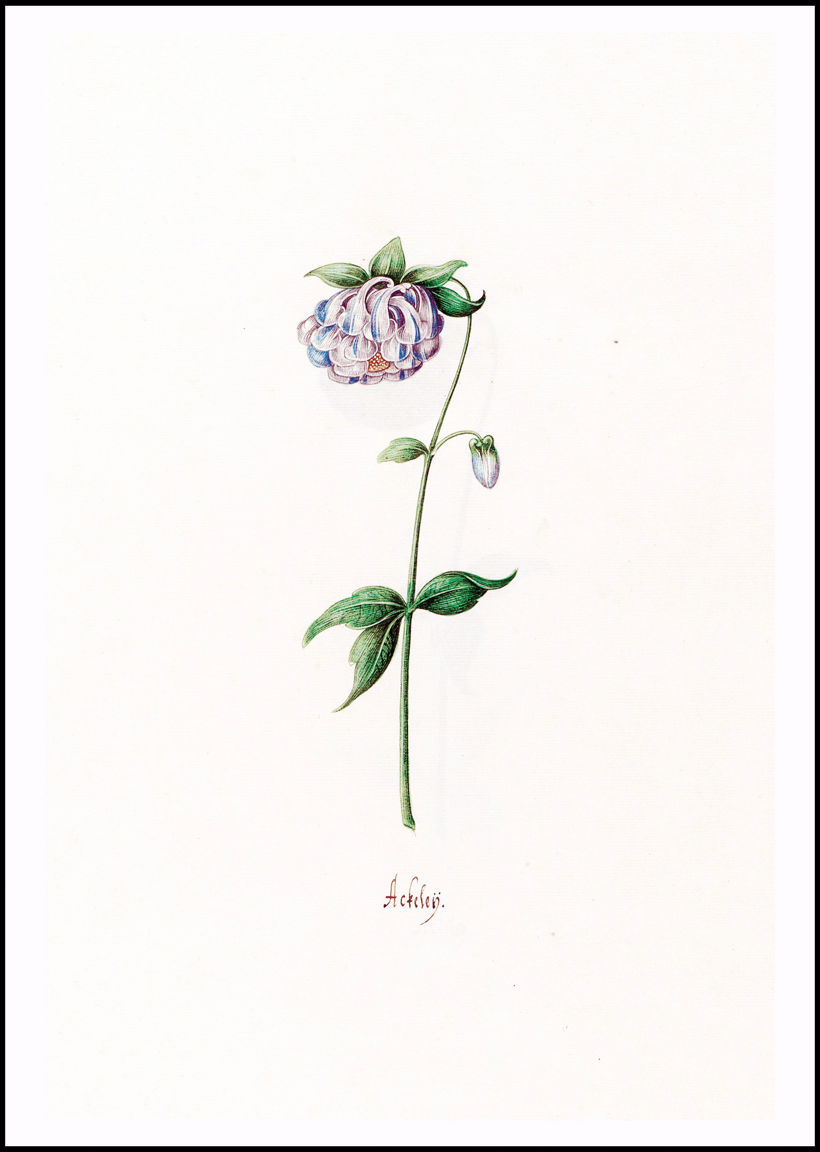 Magdelena Rosina Funck - Ackeleÿ - Hakyarts