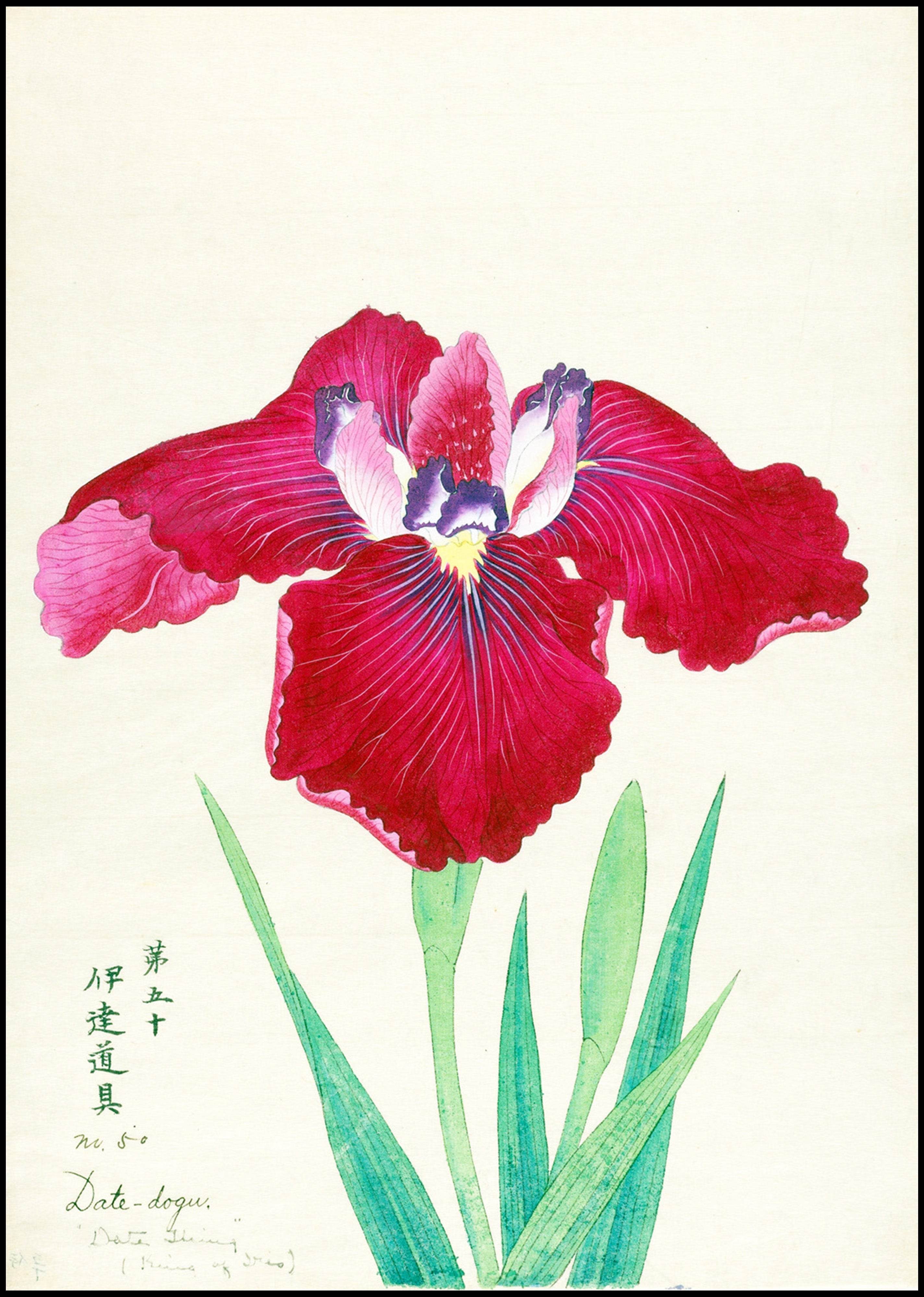 King of Iris - Hakyarts