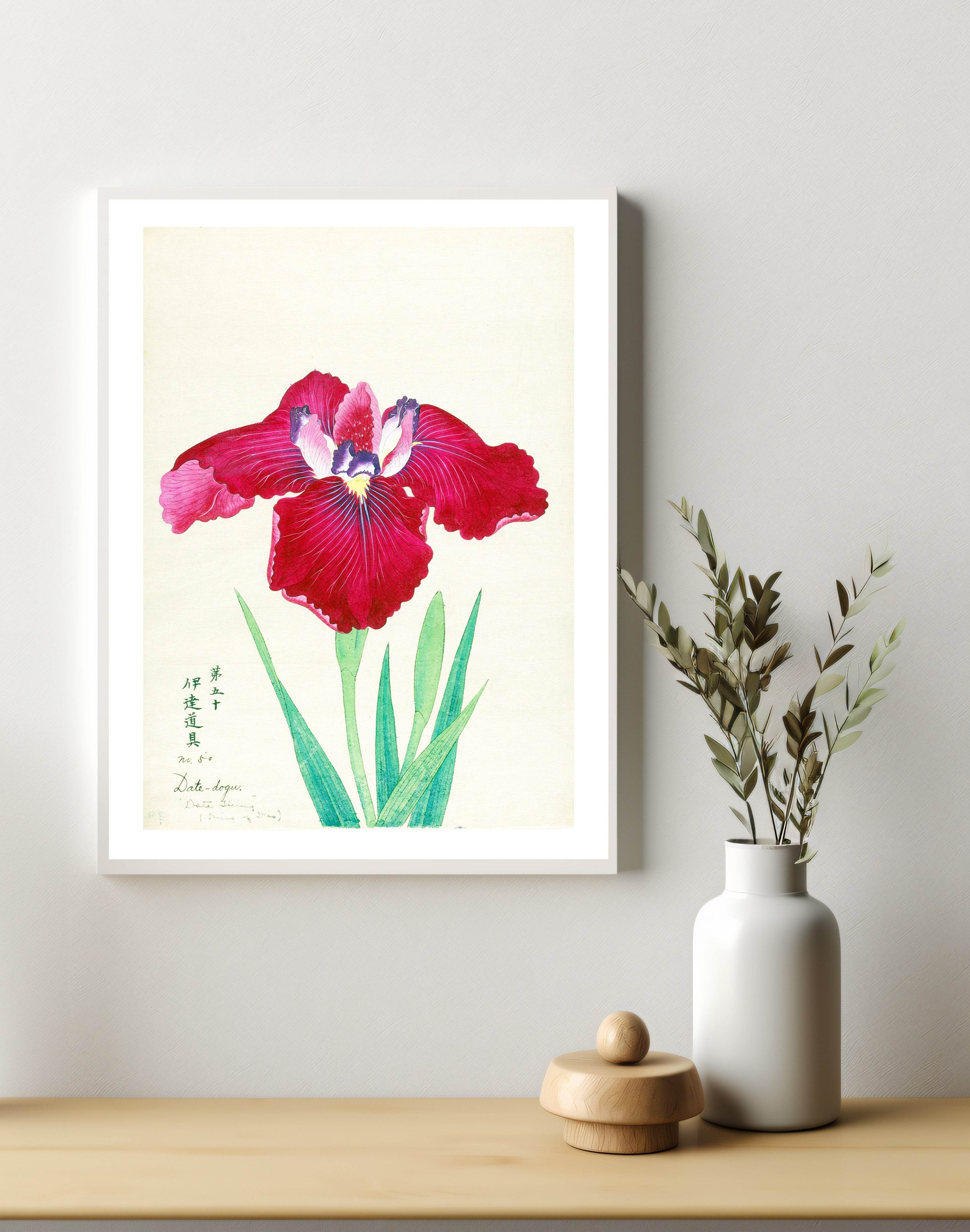 King of Iris - Hakyarts