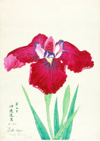 Set of 2 Botanical Floral Art Prints – Tropical Flowers & King of Iris Gallery Set