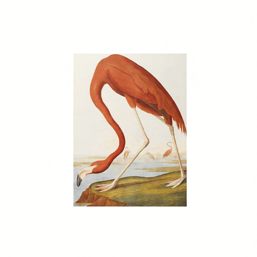 Canvas Print American Flamingo by John James Audubon – Ornithological Art