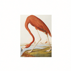Canvas Print American Flamingo by John James Audubon – Ornithological Art